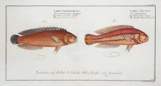 Labrus bivittatus The double-banded wrasse 2 Labrus macrolepidotus The large-scaled wrasse - Marcus Elieser Bloch — artwork view