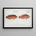 Labrus bivittatus The double-banded wrasse 2 Labrus macrolepidotus The large-scaled wrasse - Marcus Elieser Bloch — framed artwork on a wall