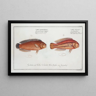 Labrus bivittatus The double-banded wrasse 2 Labrus macrolepidotus The large-scaled wrasse - Marcus Elieser Bloch — framed artwork on a wall
