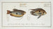 Labrus punctatus, the spotted wrasse 2 Labrus trichonterus, the filament-finned wrasse - Marcus Elieser Bloch — artwork view