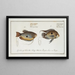 Labrus punctatus, the spotted wrasse 2 Labrus trichonterus, the filament-finned wrasse - Marcus Elieser Bloch — framed artwork on a wall