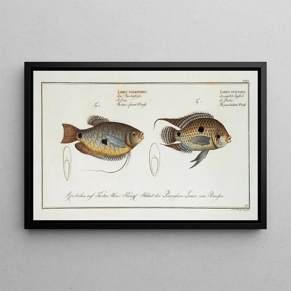 Labrus punctatus, the spotted wrasse 2 Labrus trichonterus, the filament-finned wrasse - Marcus Elieser Bloch — framed artwork on a wall