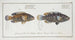 Labrus tesselatus The tessellated wrasse 2 Labrus quinquemaculatus The five-spot wrasse - Marcus Elieser Bloch — artwork view
