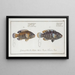 Labrus tesselatus The tessellated wrasse 2 Labrus quinquemaculatus The five-spot wrasse - Marcus Elieser Bloch — framed artwork on a wall