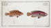 Lutjanus videns Le Double-dent 2 Lutjanus notatus The spotted snapper - Marcus Elieser Bloch — artwork view