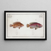 Lutjanus videns Le Double-dent 2 Lutjanus notatus The spotted snapper - Marcus Elieser Bloch — framed artwork on a wall