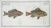 Lutjanus Hasta, 2 Holocentrus bengalensis - Marcus Elieser Bloch — artwork view