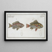 Lutjanus Hasta, 2 Holocentrus bengalensis - Marcus Elieser Bloch — framed artwork on a wall