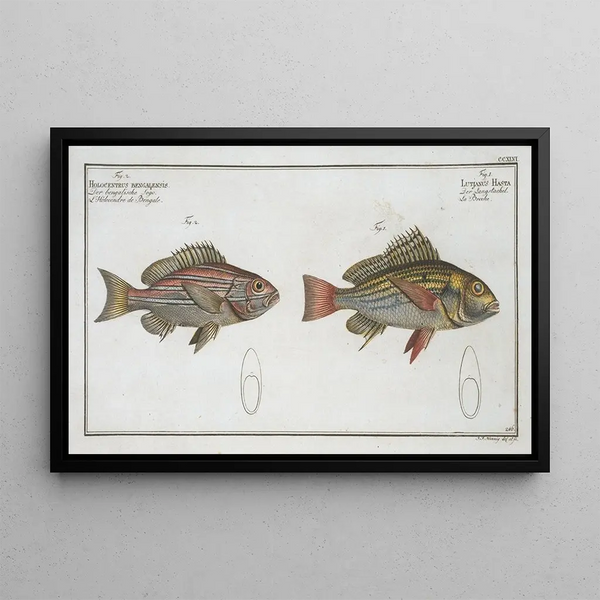 Lutjanus Hasta, 2 Holocentrus bengalensis - Marcus Elieser Bloch — framed artwork on a wall