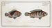 Lutjanus Rupestris Le Goldsinny 2 Lutjanus Ephippium La Selle - Marcus Elieser Bloch — artwork view