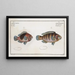 Lutjanus Rupestris Le Goldsinny 2 Lutjanus Ephippium La Selle - Marcus Elieser Bloch — framed artwork on a wall