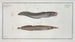 Ophidium barbatum 2 Ophidium aculeatum - Marcus Elieser Bloch — artwork view