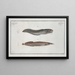 Ophidium barbatum 2 Ophidium aculeatum - Marcus Elieser Bloch — framed artwork on a wall