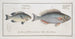 Perca argentata The Silver Perch 2 Perca japonica The Japanese Perch - Marcus Elieser Bloch — artwork view