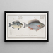 Perca argentata The Silver Perch 2 Perca japonica The Japanese Perch - Marcus Elieser Bloch — framed artwork on a wall