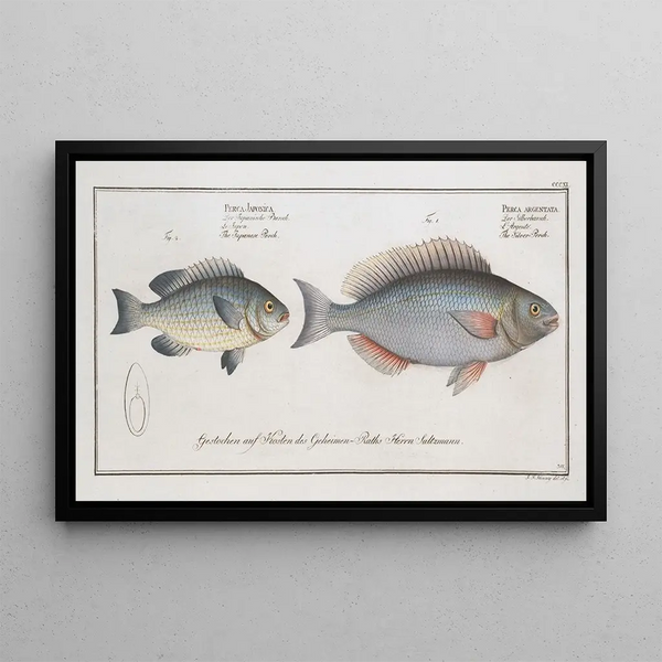 Perca argentata The Silver Perch 2 Perca japonica The Japanese Perch - Marcus Elieser Bloch — framed artwork on a wall