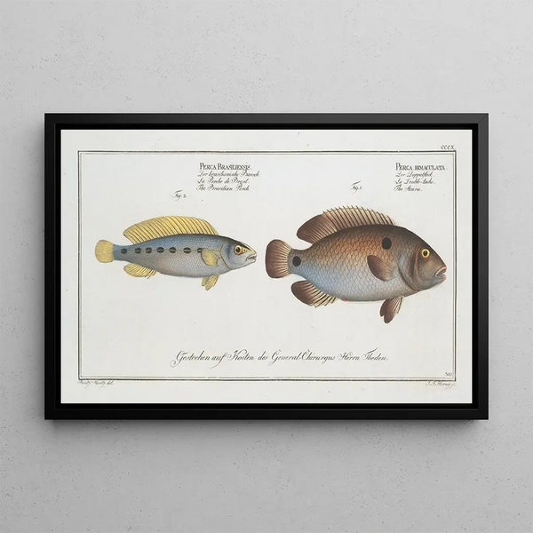 Perca bimaculata L'Acara 2 Perca brasiliensis The Brazilian perch - Marcus Elieser Bloch — framed artwork on a wall