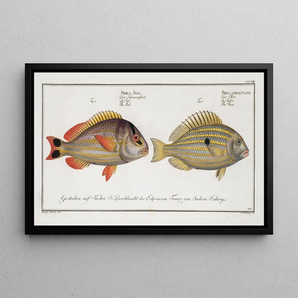 Perca unimaculata The Pacu 2 Perca Juba The Jub - Marcus Elieser Bloch — framed artwork on a wall