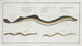 Petromyzon fluviatilis The little lamprey 2 Petromyzon branchialis The pride - Marcus Elieser Bloch — artwork view