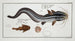 Flatfish Platystacus angullaris L'anguille plate 2 Platystacus verrucosus The warty flatfish - Marcus Elieser Bloch — artwork view
