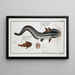 Flatfish Platystacus angullaris L'anguille plate 2 Platystacus verrucosus The warty flatfish - Marcus Elieser Bloch — framed artwork on a wall