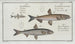 Salmo Eperlanomarinus The Eperlan 2 Salmo Eperlanus The Little Eperlan 3 Salmo Marnula The Little Marne - Marcus Elieser Bloch — artwork view