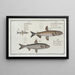 Salmo Eperlanomarinus The Eperlan 2 Salmo Eperlanus The Little Eperlan 3 Salmo Marnula The Little Marne - Marcus Elieser Bloch — framed artwork on a wall
