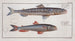 Salmo Saurus Painting The Sea Lizard 2 Salmo foetens The Sea Hawk - Marcus Elieser Bloch — artwork view