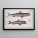 Salmo Saurus Painting The Sea Lizard 2 Salmo foetens The Sea Hawk - Marcus Elieser Bloch — framed artwork on a wall