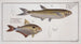 Salmo argentinus Le Piabuco 2 Salmo bimaculatus The speckled salmon - Marcus Elieser Bloch — artwork view