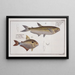 Salmo argentinus Le Piabuco 2 Salmo bimaculatus The speckled salmon - Marcus Elieser Bloch — framed artwork on a wall
