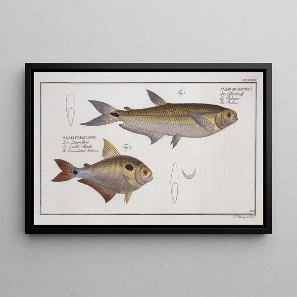 Salmo argentinus Le Piabuco 2 Salmo bimaculatus The speckled salmon - Marcus Elieser Bloch — framed artwork on a wall