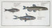 Salmo groenlandicus The Capelin 2 Salmo melanurus The Spotted Tail Salmon 3 Salmo unimaculatus The Curimate - Marcus Elieser Bloch — artwork view