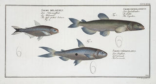 Salmo groenlandicus The Capelin 2 Salmo melanurus The Spotted Tail Salmon 3 Salmo unimaculatus The Curimate - Marcus Elieser Bloch — artwork view