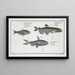 Salmo groenlandicus The Capelin 2 Salmo melanurus The Spotted Tail Salmon 3 Salmo unimaculatus The Curimate - Marcus Elieser Bloch — framed artwork on a wall