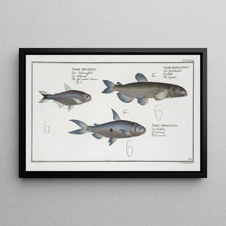 Salmo groenlandicus The Capelin 2 Salmo melanurus The Spotted Tail Salmon 3 Salmo unimaculatus The Curimate - Marcus Elieser Bloch — framed artwork on a wall