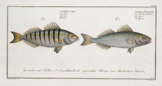 Marcus Elieser Bloch - 1 Sciaena Mauritii The Guaru 2 Sciaena Coro The Coro.webp