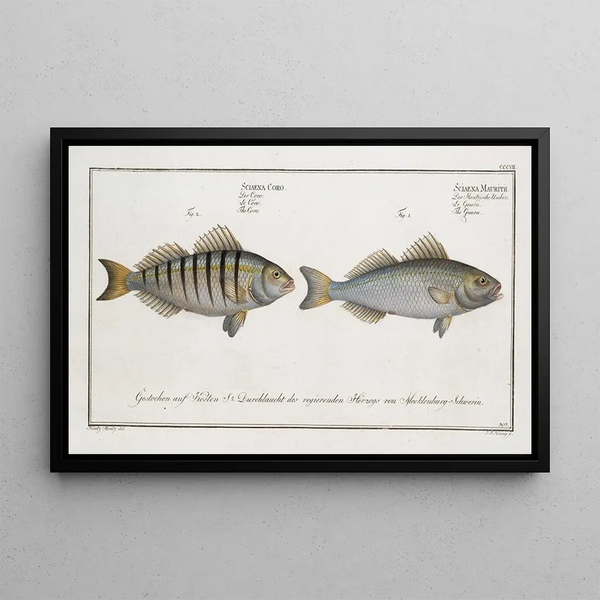 Sciaena Mauritii Le Guaru 2 Sciaena Coro Le Coro - Marcus Elieser Bloch — framed artwork on a wall