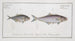 Scomber aculeatus Le Crossspine 2 Scomber Calcar Le Spurback - Marcus Elieser Bloch — artwork view