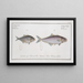 Scomber aculeatus Le Crossspine 2 Scomber Calcar Le Spurback - Marcus Elieser Bloch — framed artwork on a wall