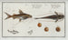 Silurus Clarias Le Longbarbu 3 Silurus Ascita Le Ventre-Craqué - Marcus Elieser Bloch — artwork view