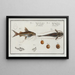 Silurus Clarias Le Longbarbu 3 Silurus Ascita Le Ventre-Craqué - Marcus Elieser Bloch — framed artwork on a wall