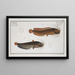 Silurus batrachus Le Toeli 2 Silurus fossilis Le silure boueux - Marcus Elieser Bloch — framed artwork on a wall