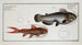 Silurus galeatus The casque catfish 2 Silurus erythropterus The red-finned catfish - Marcus Elieser Bloch — artwork view