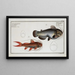 Silurus galeatus The casque catfish 2 Silurus erythropterus The red-finned catfish - Marcus Elieser Bloch — framed artwork on a wall