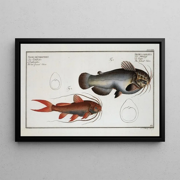 Silurus galeatus The casque catfish 2 Silurus erythropterus The red-finned catfish - Marcus Elieser Bloch — framed artwork on a wall