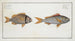 Sparus Cuning (Le Cuning) 2 Sparus vittatus (La dorade rayée) - Marcus Elieser Bloch — artwork view