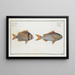 Sparus Cuning (Le Cuning) 2 Sparus vittatus (La dorade rayée) - Marcus Elieser Bloch — framed artwork on a wall