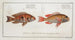 Sparus japonicus The Japanese sea bream 2 Sparus surinamensis The Surinam sea bream - Marcus Elieser Bloch — artwork view