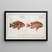 Sparus japonicus The Japanese sea bream 2 Sparus surinamensis The Surinam sea bream - Marcus Elieser Bloch — framed artwork on a wall